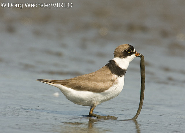 Semipalmated Plover w02-53-209.jpg